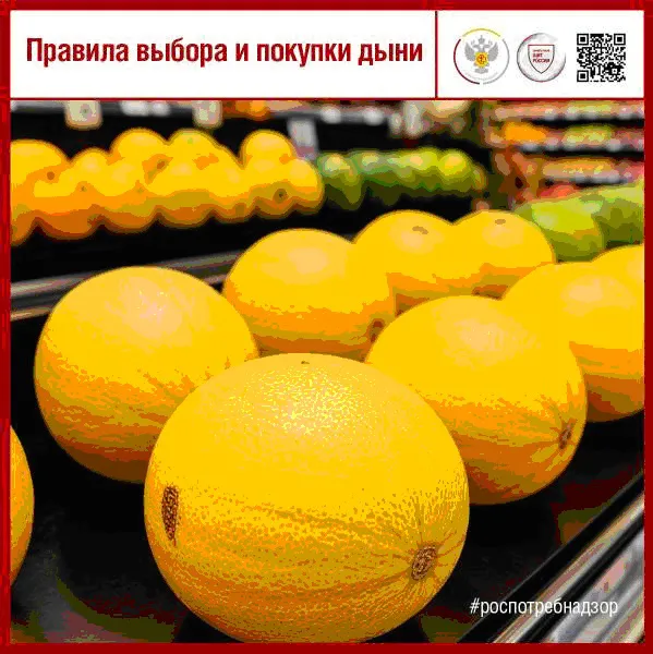 Правила выбора и покупки дыни