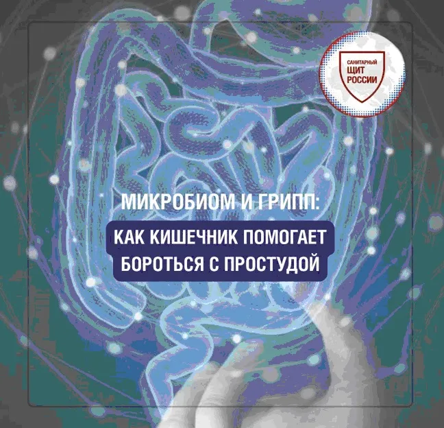 Как кишечник помогает бороться с простудой