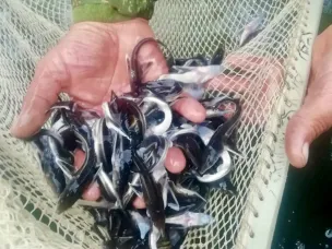 Более 4 млн мальков рыбы планируется выпустить в водоемы Нижегородской области в этом году