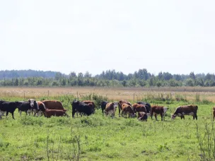 Почти 100 млн рублей получили четыре нижегородские семьи на развитие ферм